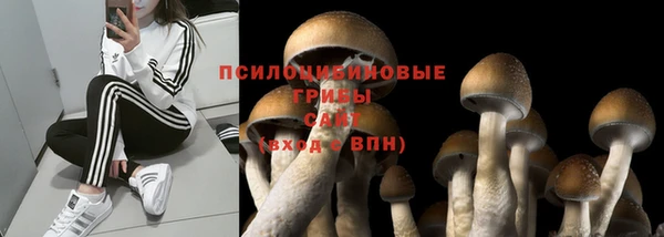 прущие грибы Балахна